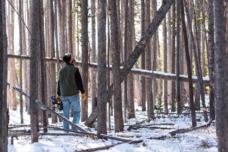 仿真樹.jpg 仿真樹