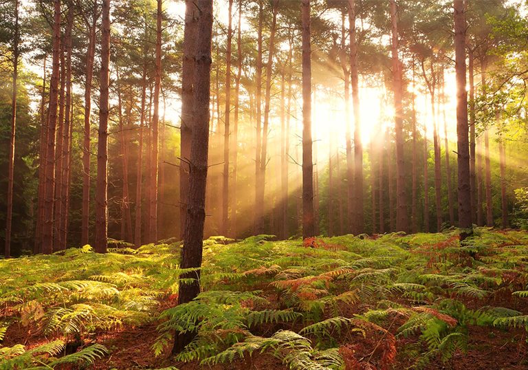 仿真樹.jpg 仿真樹