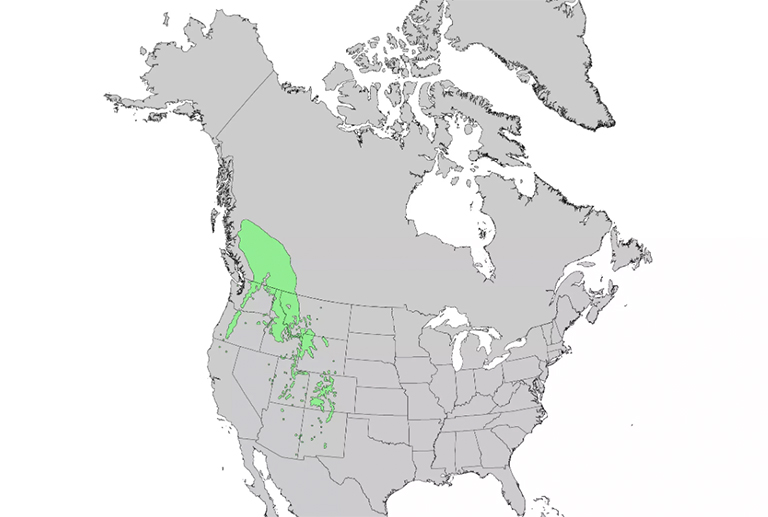 仿真樹.jpg 仿真樹