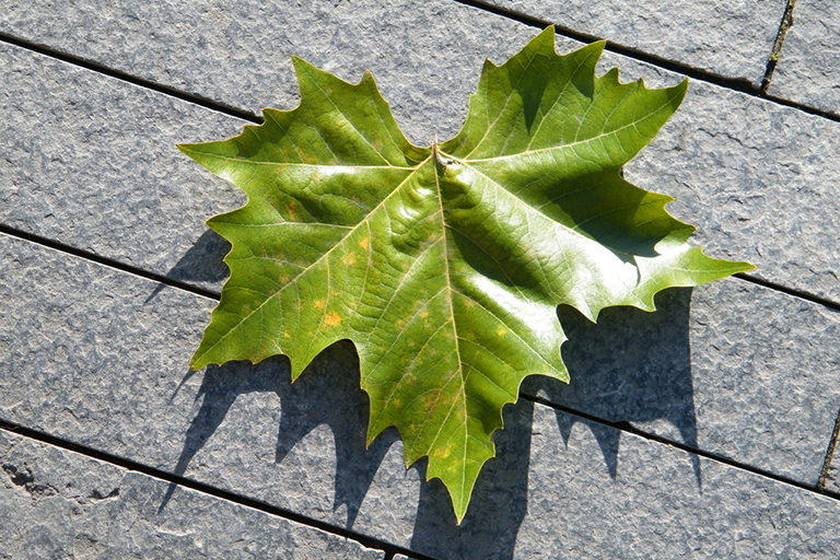 樹葉收藏.jpg 樹葉收藏