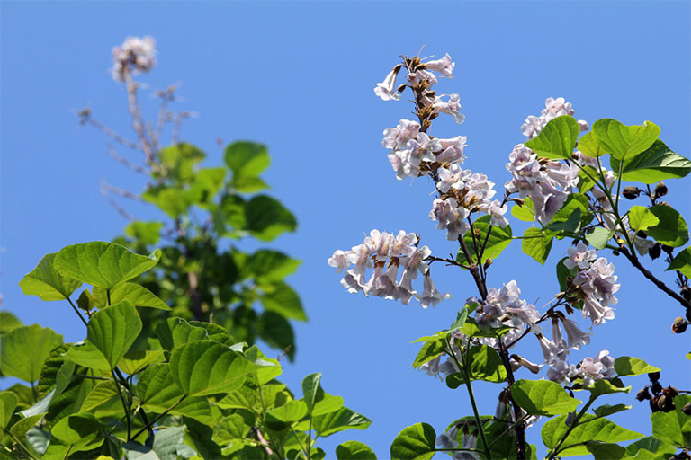 泡桐樹.jpg 泡桐樹