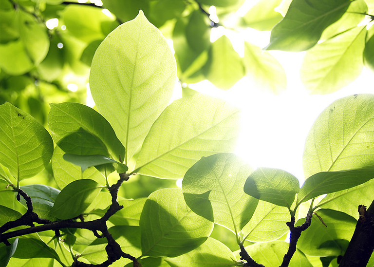 樹細(xì)胞中的膨脹壓力.jpg 樹細(xì)胞中的膨脹壓力