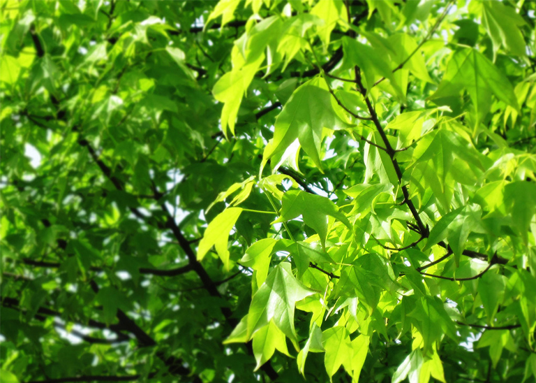 樹細(xì)胞中的膨脹壓力.jpg 樹細(xì)胞中的膨脹壓力