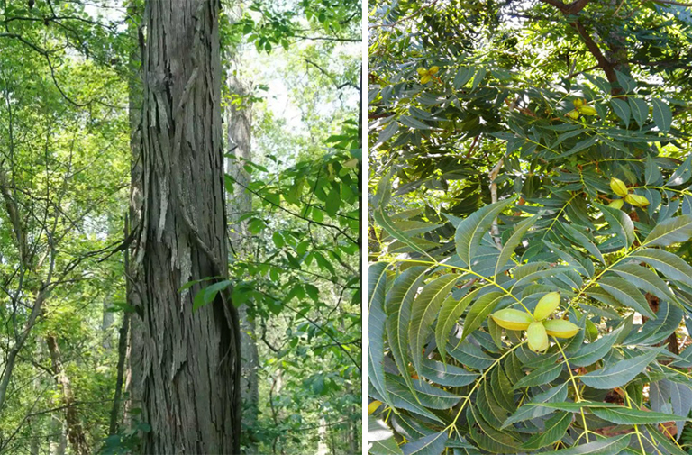 Shellbark山核桃.jpg Shellbark山核桃