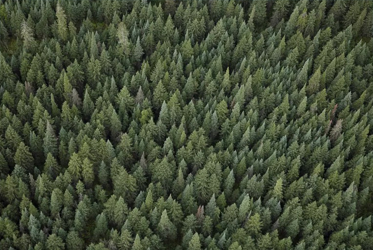 木材旋轉期.jpg 木材旋轉期