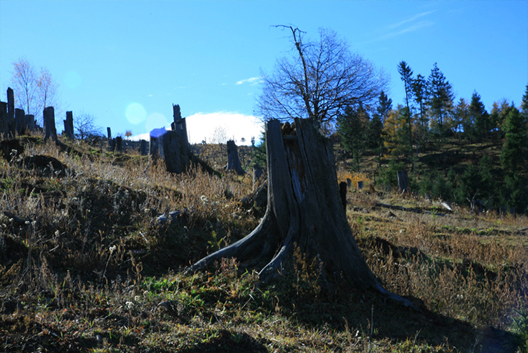 木材旋轉期.jpg 木材旋轉期