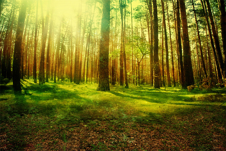 木材旋轉期.jpg 木材旋轉期