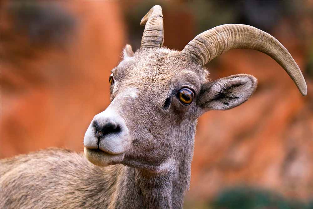 錫安國家公園.jpg 錫安國家公園