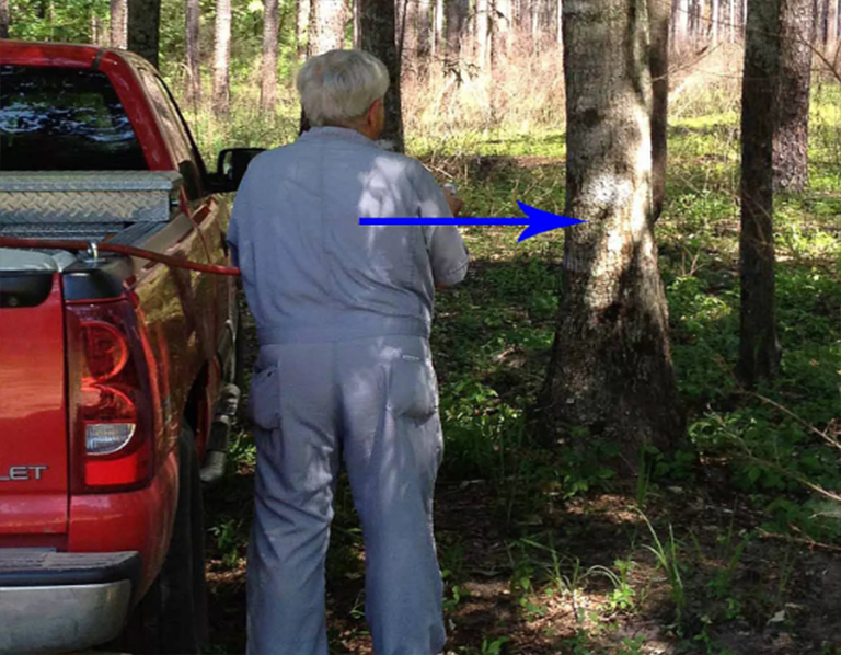 樹皮應(yīng)用.jpg 樹皮應(yīng)用