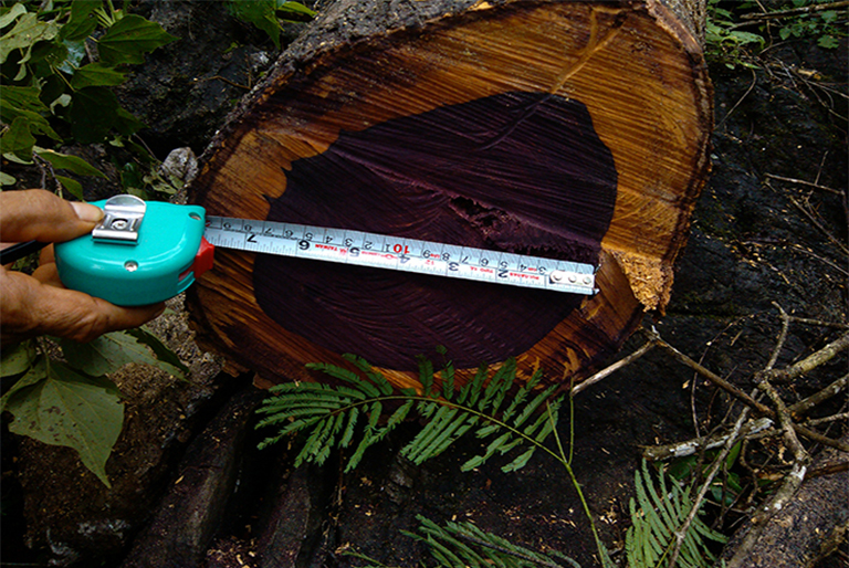 樹木解剖.jpg 樹木解剖