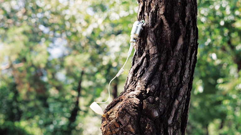 樹木解剖.jpg 樹木解剖