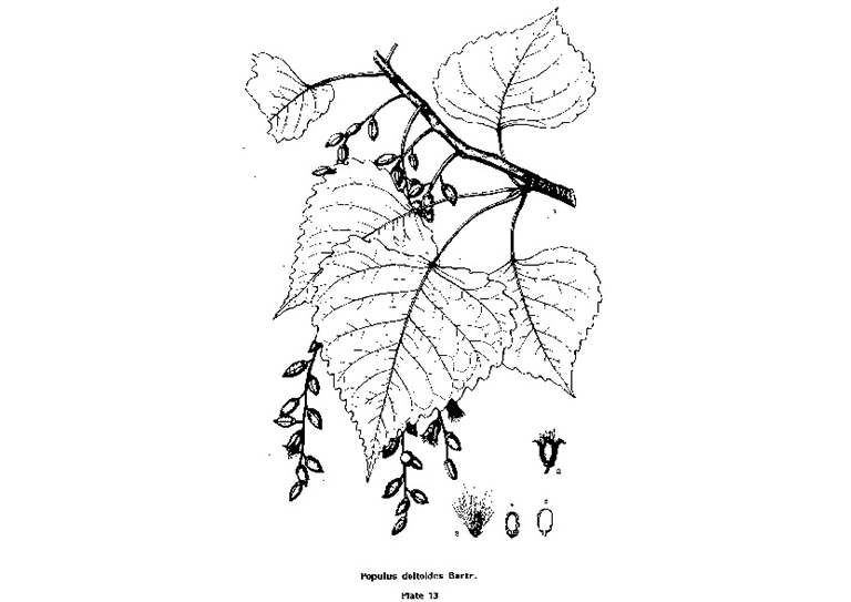東部胡楊木.jpg 東部胡楊木