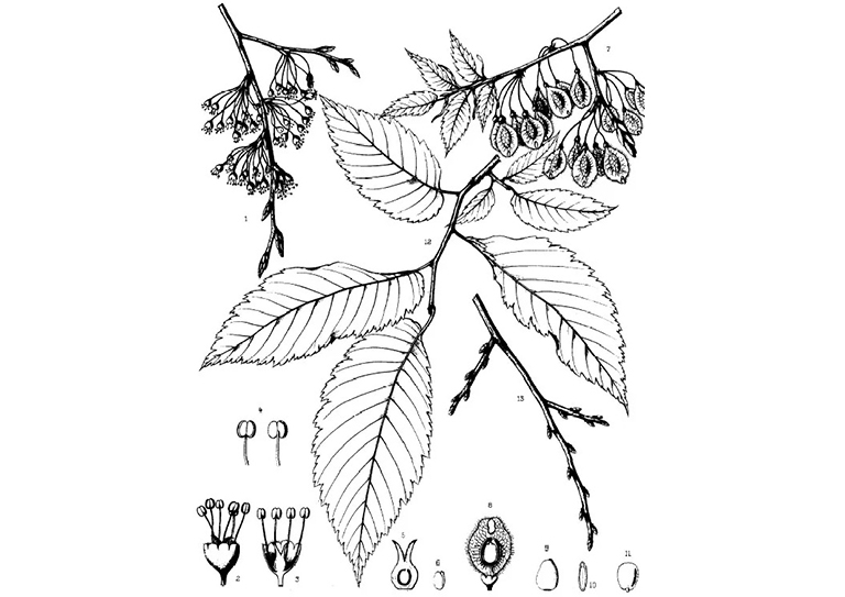 美國(guó)榆.jpg 美國(guó)榆