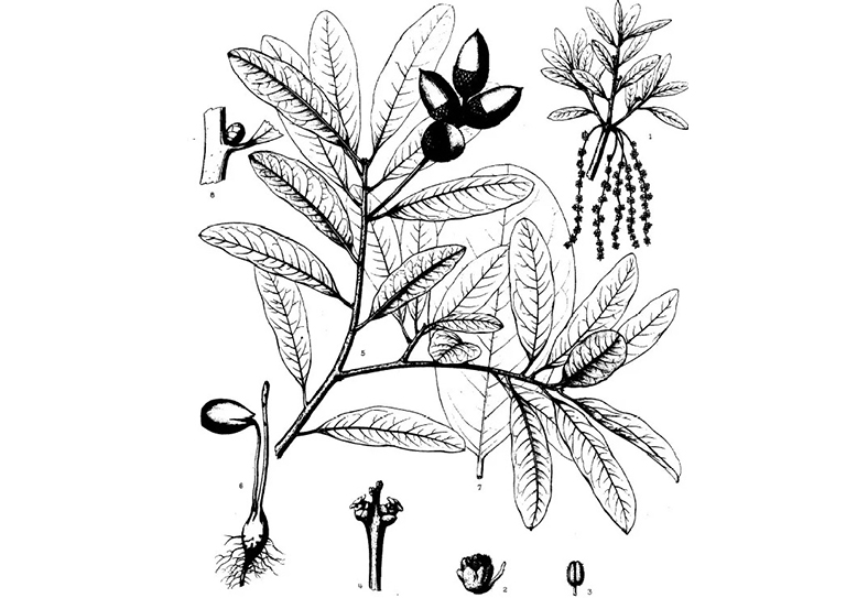 吉尼亞州橡樹櫟.jpg 吉尼亞州橡樹櫟