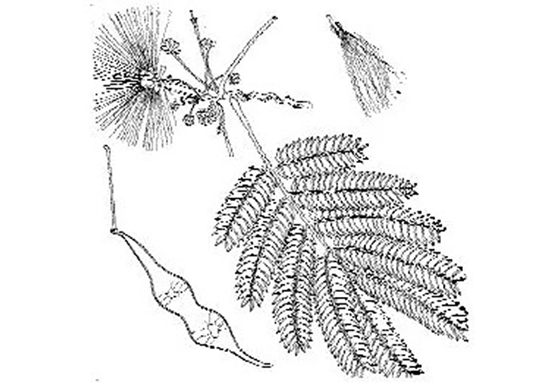 含羞草.jpg 含羞草