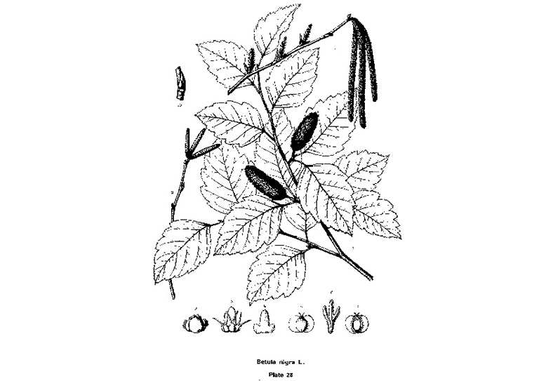 樺木 黑樺.jpg 樺木 黑樺