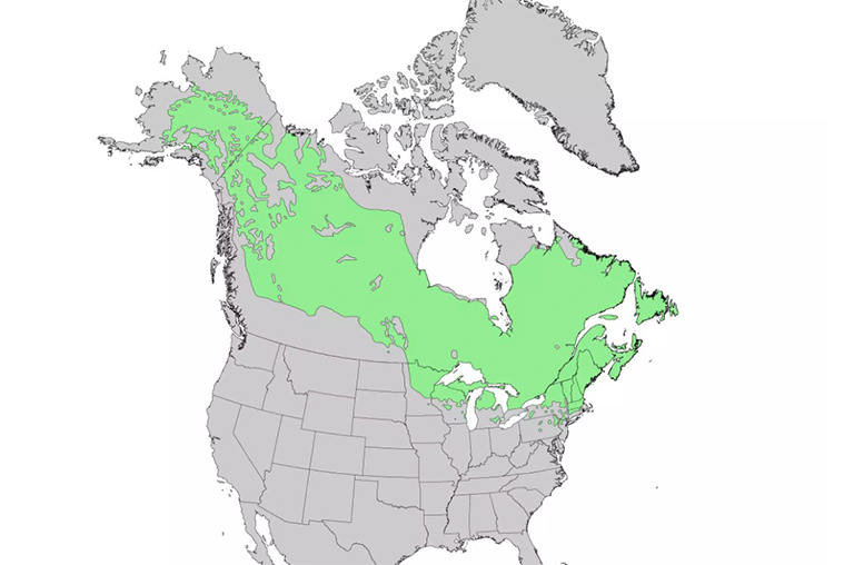 黑云杉范圍.jpg 黑云杉范圍