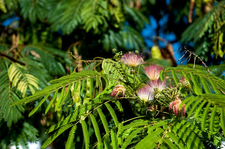 含羞草或絲綢樹.jpg 含羞草或絲綢樹