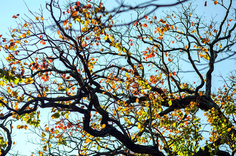 牛油樹或爆米花樹.jpg 牛油樹或爆米花樹