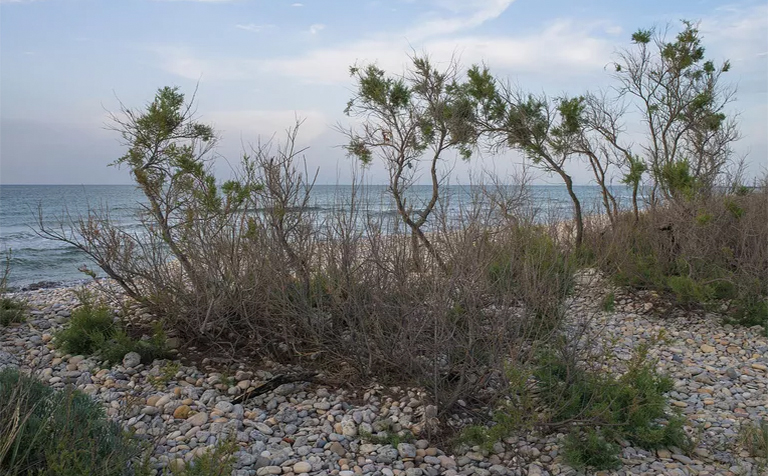 Saltcedar柳.jpg Saltcedar柳