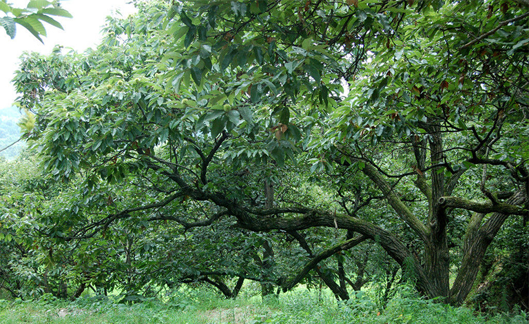 美國栗子樹.jpg 美國栗子樹