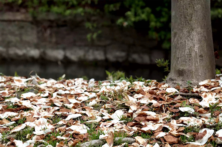 山茱花樹.jpg 山茱花樹