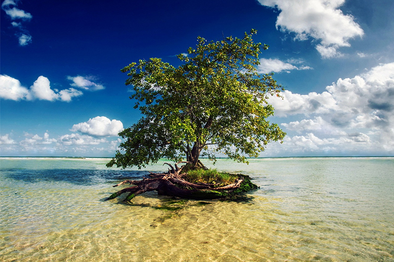 樹木通過根和葉吸收和蒸發(fā)水分的過程.jpg 樹木通過根和葉吸收和蒸發(fā)水分的過程