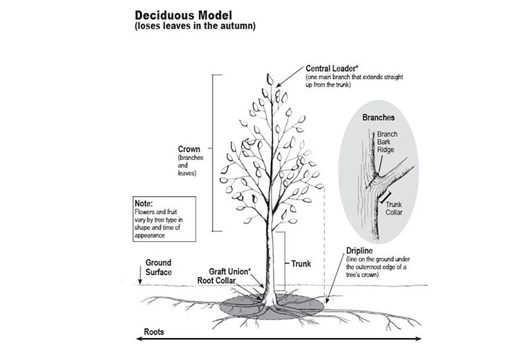 樹木生長與發育