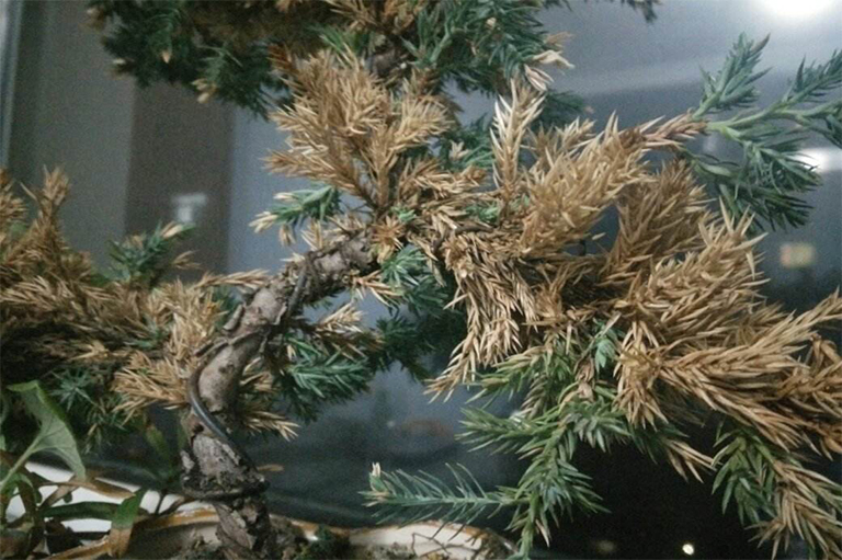 生病的針葉樹.jpg 生病的針葉樹