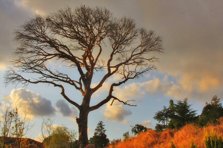 樹(shù)木.jpg 樹(shù)木