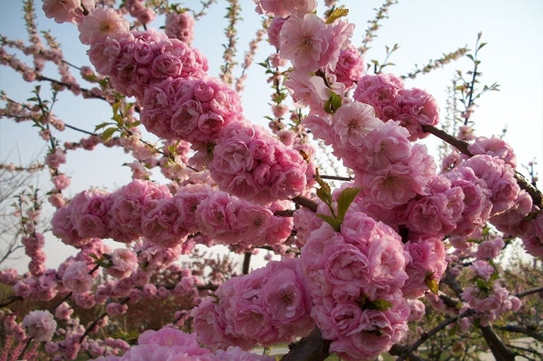 花粉過敏.jpg 花粉過敏