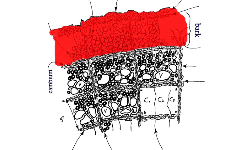 一棵樹的內(nèi)樹皮