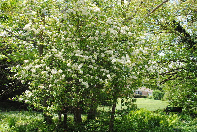 Blackhaw viburnum.jpg Blackhaw viburnum