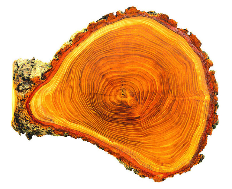 樹形餅干.jpg 樹形餅干