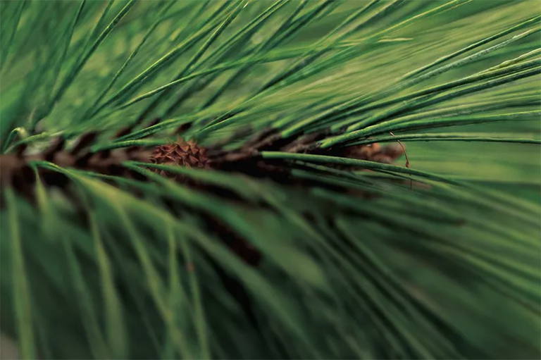 針葉枯病.jpg 針葉枯病