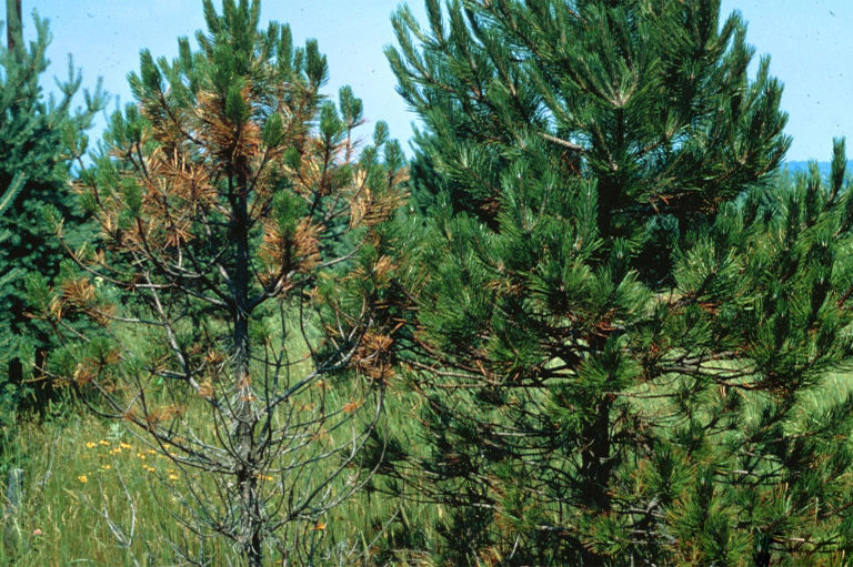 針葉枯病.jpg 針葉枯病