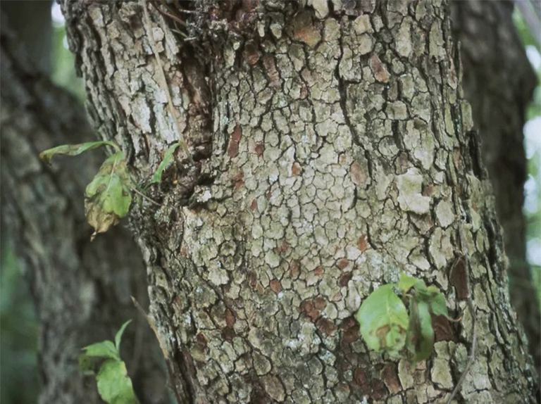 葉斑病.jpg 葉斑病