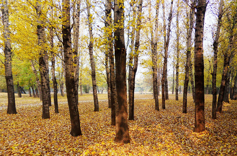 雜交楊樹.jpg 雜交楊樹