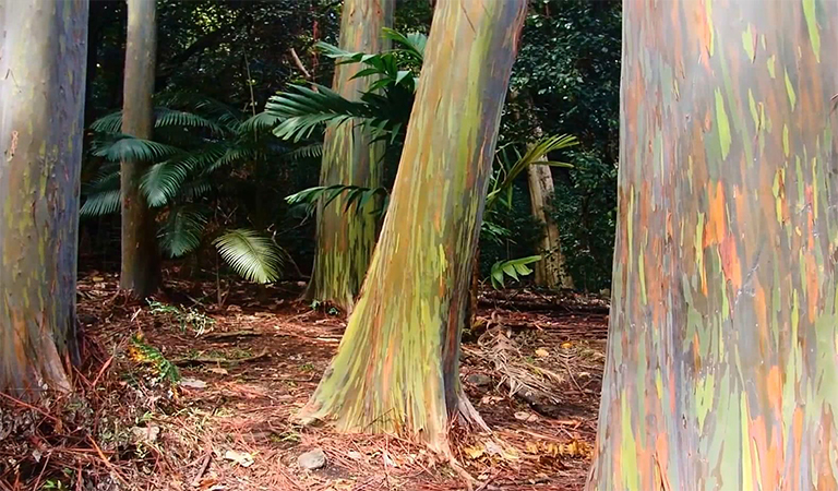 估計(jì)林木的年齡.jpg 估計(jì)林木的年齡