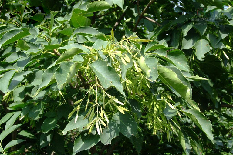 美國紅梣.jpg 美國紅梣