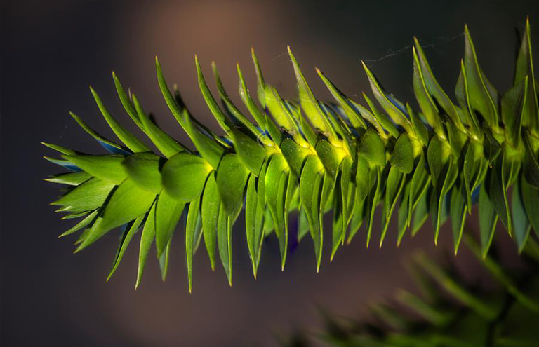 智利南美衫.jpg 智利南美衫