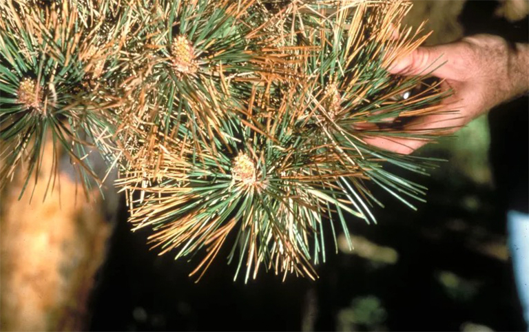 針葉樹病的預防和控制