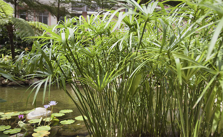 千層石景觀.jpg 千層石景觀