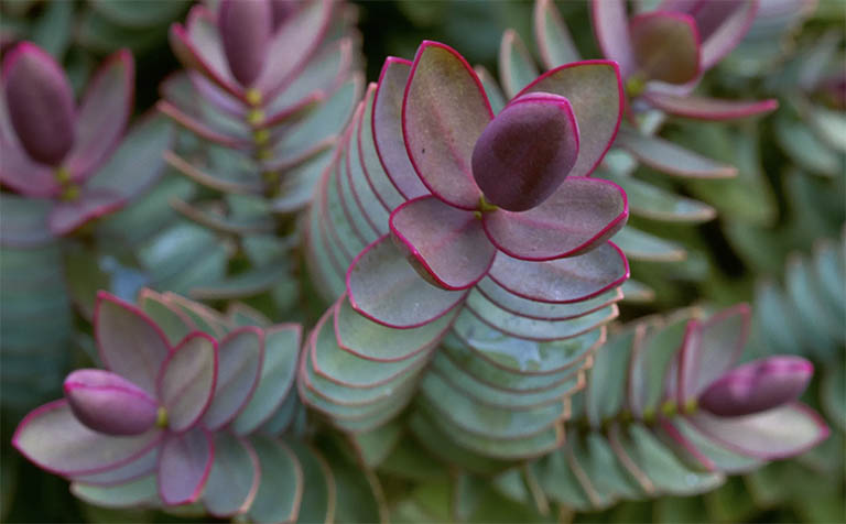 千層石景觀.jpg 千層石景觀