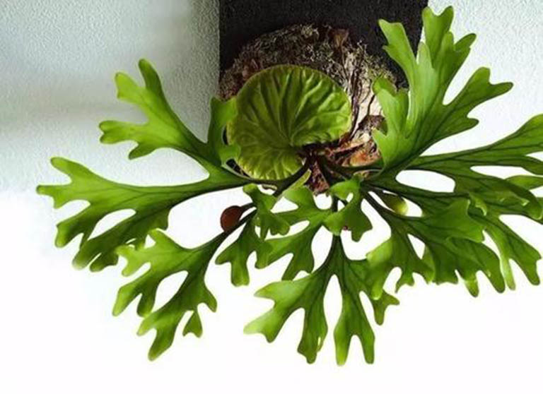 千層石景觀.jpg 千層石景觀