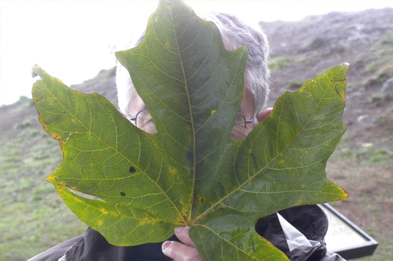 男子手持bigleaf楓葉