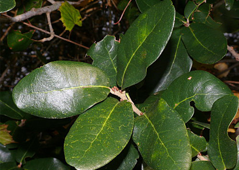 月桂樹(shù)橡樹(shù)葉，樹(shù)枝和堅(jiān)果