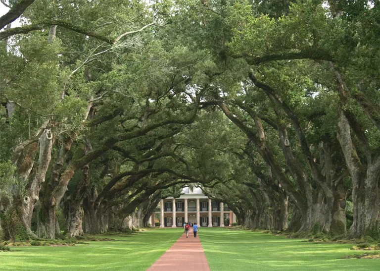南部種植園的橡樹(shù)