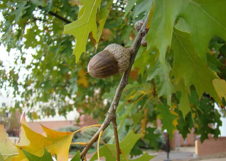 Nuttall橡樹和橡子.jpg Nuttall橡樹和橡子