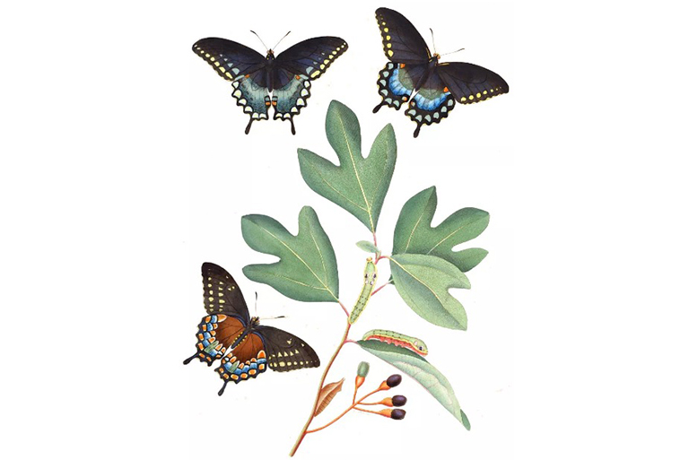 assa和蝴蝶.jpg assa和蝴蝶